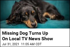 Missing Dog Turns Up On Local TV News Show