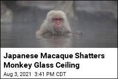 Japanese Monkey Troop Has a Female Leader