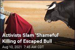 Bull Escapes Bullring, Gets Killed by Car