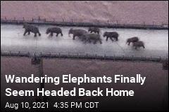 Wandering Elephants Finally Seem Headed Back Home