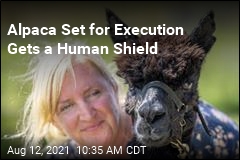 100K Appeal to Save Alpaca Set for Execution