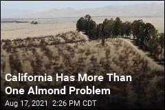 Almonds Are a Thirsty Crop. That&#39;s a Problem in California