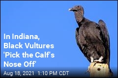In Indiana, Black Vultures Killing Some Live Calves