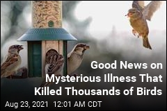 Good News on Mysterious Illness That Killed Thousands of Birds