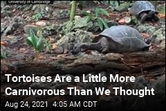 Wild Video Shows Giant Tortoise Hunting, Eating Baby Bird