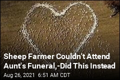 Sheep Farmer Couldn&#39;t Attend Aunt&#39;s Funeral, Did This Instead