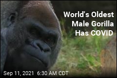 World&#39;s Oldest Male Gorilla Has COVID
