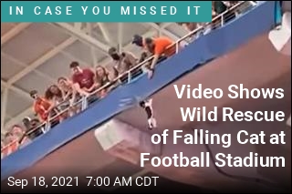 Video Shows Wild Rescue of Falling Cat at Football Stadium