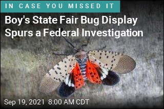 Boy&#39;s Bug Collection Sparks Federal Investigation