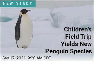 Schoolkids Discover New Species of Penguin