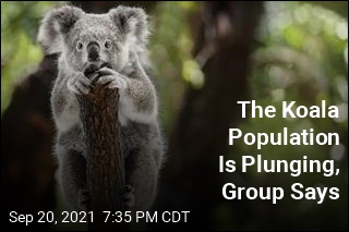 The Koala Population Is Plunging, Group Says