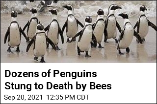 Dozens of Penguins Stung to Death by Bees
