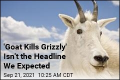 &#39;Goat Kills Grizzly&#39; Isn&#39;t the Headline We Expected