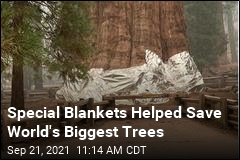 Special Blanket Helped Save World&#39;s Biggest Tree
