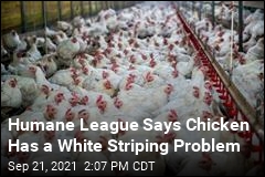 Humane League Says Chicken Has a White Striping Problem