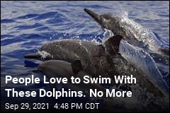 No More Swimming With These Dolphins in Hawaii