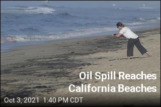 Oil Spill Kills Fish, Birds Off California Beaches