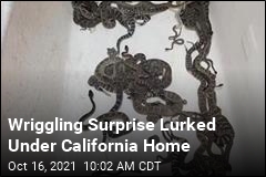 Wriggling Surprise Lurked Under California Home