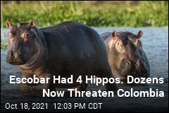 Escobar Had 4 Hippos. Dozens Now Threaten Colombia