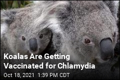 Koalas Are Getting Vaccinated for Chlamydia