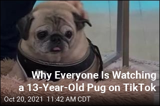 Why Everyone Is Watching a 13-Year-Old Pug on TikTok