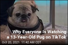 Why Everyone Is Watching a 13-Year-Old Pug on TikTok