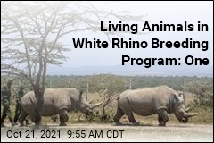 Project to Save White Rhino Is Down to One Living Animal
