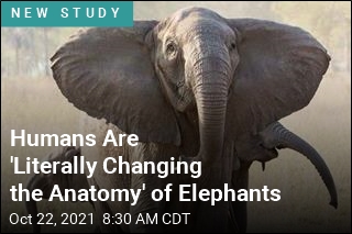 Some Elephants Are Evolving to Be Tuskless