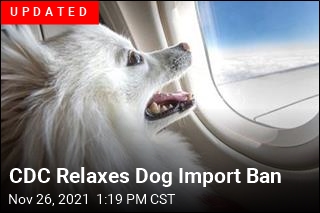 Jet-Setting With Your Dog Isn&#39;t as Doable These Days