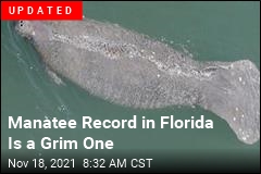 Manatees&#39; Die-Off Continues in Florida