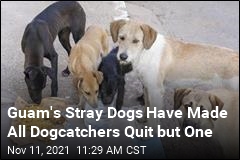 Guam&#39;s Stray Dogs Have Made All Dogcatchers Quit but One