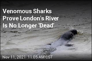 Venomous Sharks Prove London&#39;s River Is No Longer &#39;Dead&#39;