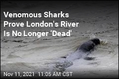 Venomous Sharks Prove London&#39;s River Is No Longer &#39;Dead&#39;
