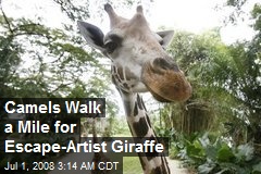 Camels Walk a Mile for Escape-Artist Giraffe