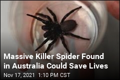Massive Killer Spider Found in Australia Could Save Lives
