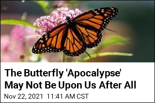 After a Distressing 2020, &#39;the Butterflies Are Back&#39;