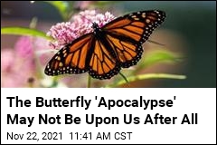 After a Distressing 2020, &#39;the Butterflies Are Back&#39;