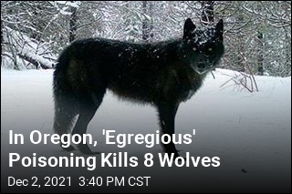 Oregon Has Only 170 Wolves. 8 Were Poisoned