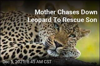 Mother Saves Son From Jaws of Leopard