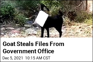 Goat Steals Files From Government Office