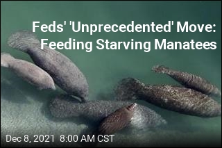 Feds&#39; &#39;Unprecedented&#39; Move: Feeding Starving Manatees