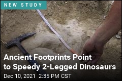 Ancient Footprints Point to Speedy 2-Legged Dinosaurs
