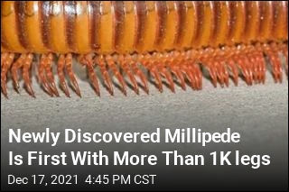 Scientists Find a Millipede Worthy of the Name