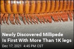 Scientists Find a Millipede Worthy of the Name