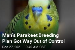 Man&#39;s Parakeet Breeding Plan Got Way Out of Control