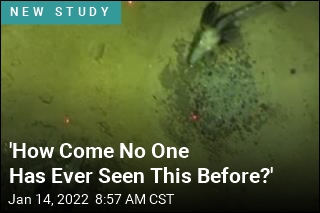 Massive Icefish Colony Stuns Scientists