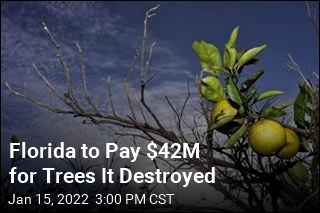Years Later, Owners Will Collect $42M for Destroyed Citrus Trees