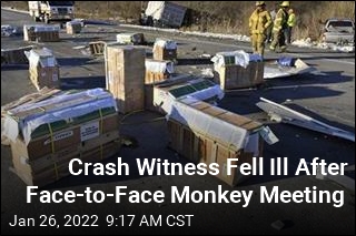 Crash Witness Fell Ill After Face-to-Face Monkey Meeting