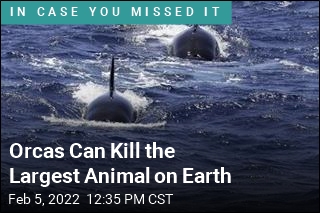 Orcas Can Kill the Largest Animal on Earth