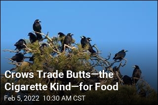 Swedish Crows Will Work for Food
